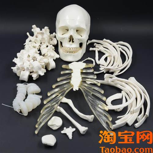 人体全身散骨模型17s0cm仿真骨骼模型骨架模型医用正骨