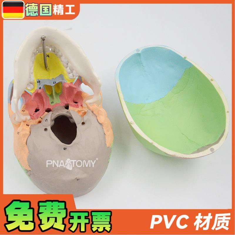 原装适用德国】1比1可拆彩色头骨模型数字标识3部件头颅骨解剖教