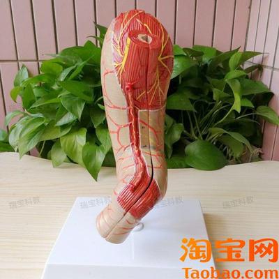 人体胃解剖模型浆膜层神经血管分A布幽门贲门十二指肠食管粘膜皱