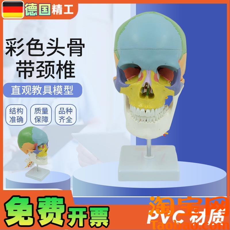 德国】人a体彩色头颅骨带颈椎脊神经模型仿真头骨颅骨骷髅骨教学