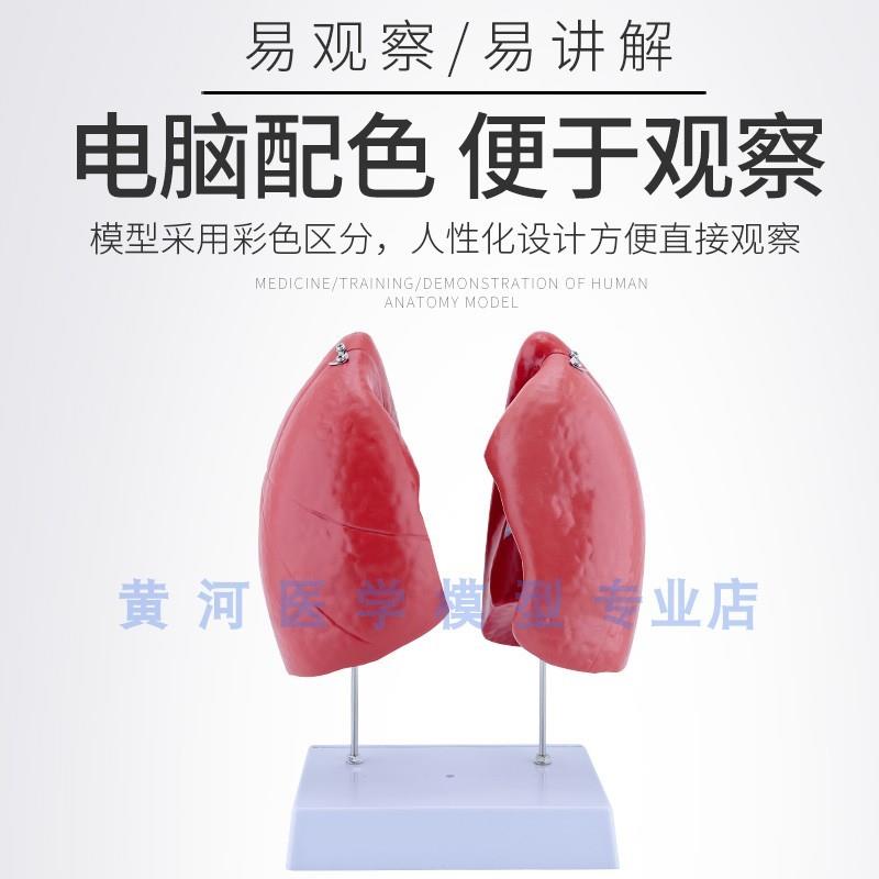 原装适用肺模型人体肺解剖模型肺部支气管呼吸系统结构造教学医学