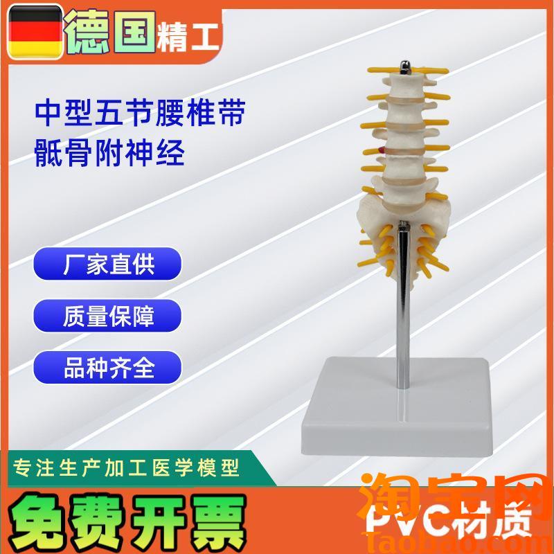 5节中型腰椎带骶骨模型人体骨Q骼模型教学模型