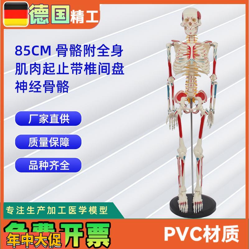 85CM附全身肌肉起止带椎间盘神经骨骼人体骨骼模型