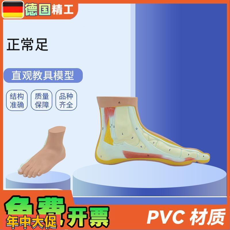 德国】PNT-0729正常足教学模型正常足部模型仿真脚模型韧带展