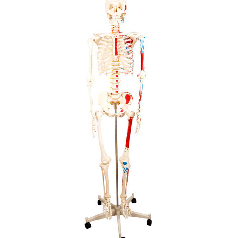 人体骨骼附半边肌肉着色标本模型解剖模拟I人170cm/85cm假人
