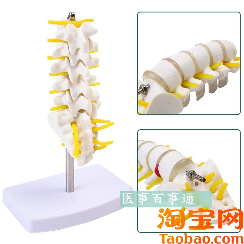 原装适用小五节腰椎带尾骨模型腰椎模型人体骨骼模型医用教具包邮