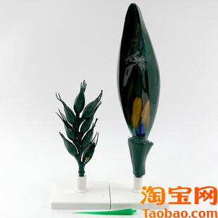小麦花模型单子叶l植物乔本科农作物麦穗种子生物课教具被子植物