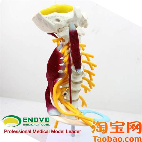 ENOVO颐诺医学人体颈椎模型颈臂丛神经肌肉模型人体X骨骼标本模型
