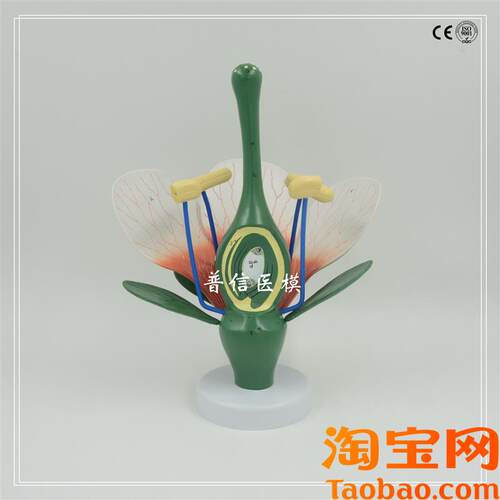 普信桃花模型典型双o子叶花构造绿色植物花蕊生物教学试验展示