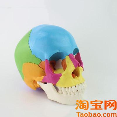 瑞泰模型22块头骨拼装色彩分离口腔牙齿下颌Q骨颅骨素描医用教学