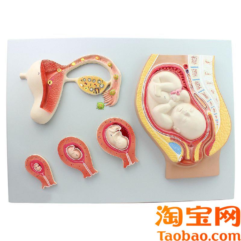 受精卵形成过程胚胎发p育妊娠过程人类生殖胎盘卵巢足月妊娠盆腔