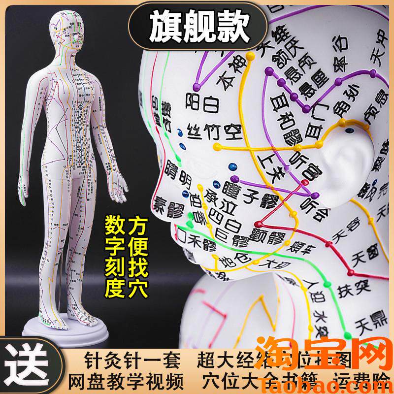 政河针灸a穴位人体模型人十二经络图扎针中医小皮人数字刻度铜全