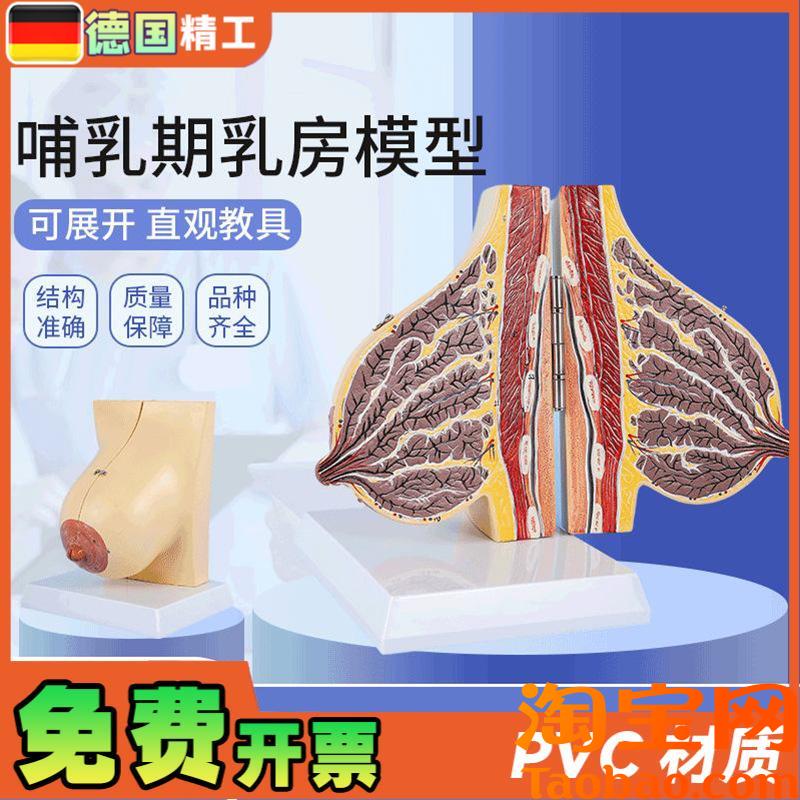 德国】哺乳期乳房模型医学教学解剖乳房模型人体女性Y胸部结模具