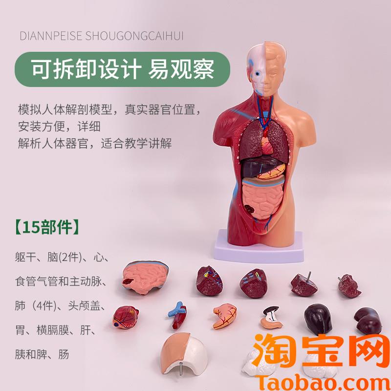 原装适用28cm人体躯干解剖模型器官可拆卸医学教学心脏内脏结构模
