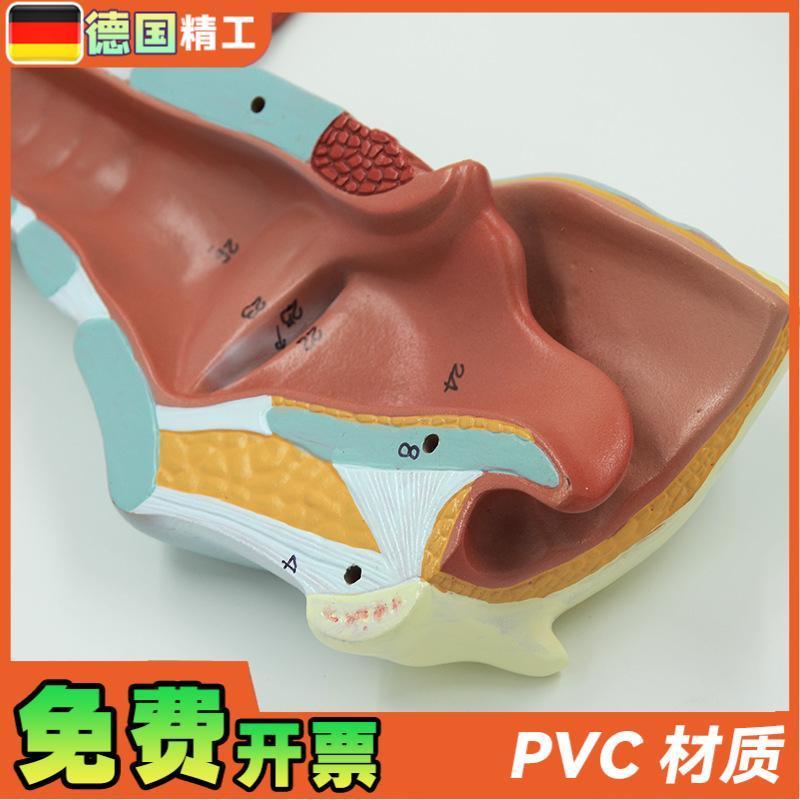 原装适用德国】医学人体喉肌喉软骨喉咙咽喉口腔甲状腺解剖模型教