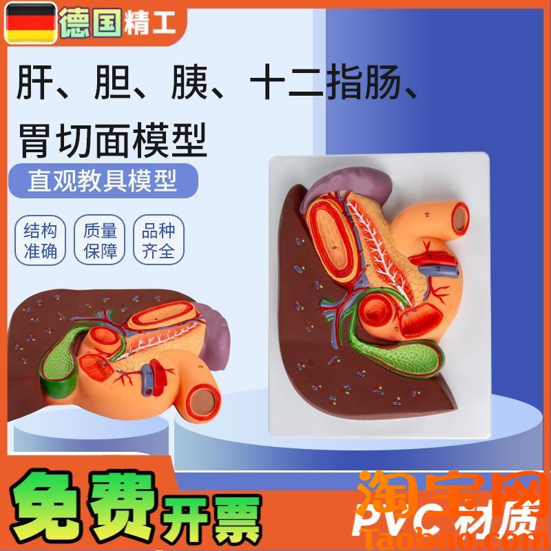 德国】肝胆胰十二指肠胃切面B模型肝脏解剖模型肝胰十二指