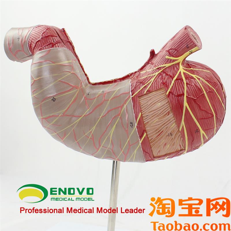 原装适用ENOVO颐诺人体胃解剖模型腹腔器官人体消化解剖系统医学