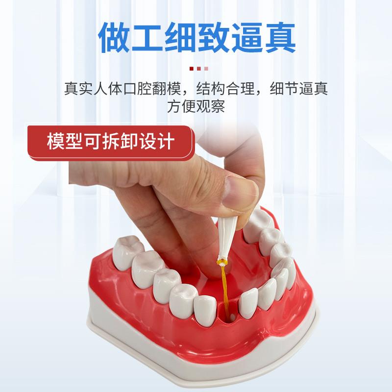 原装适用牙科材料牙科教学模型假牙模型2倍牙齿口腔模型高露洁口
