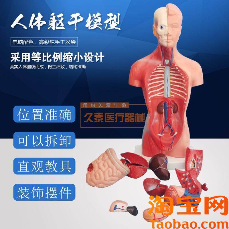 人体躯干模型人体内脏器官解剖中小学生理教育解剖Y学内脏结构