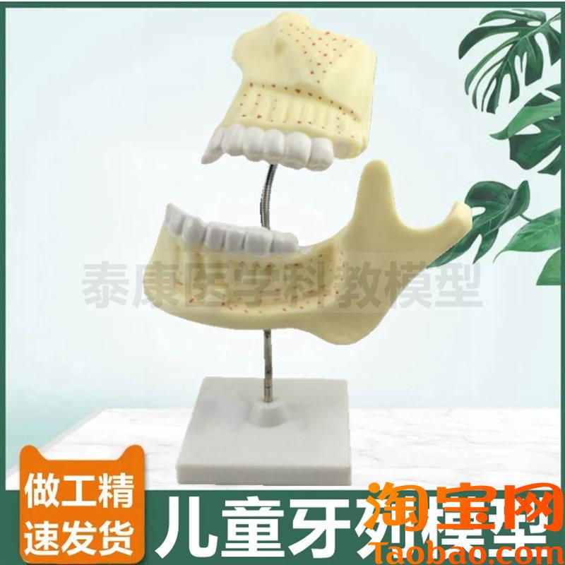 儿童牙列模型乳牙生长过程切牙尖牙磨G牙解剖拆卸成人牙列口腔牙