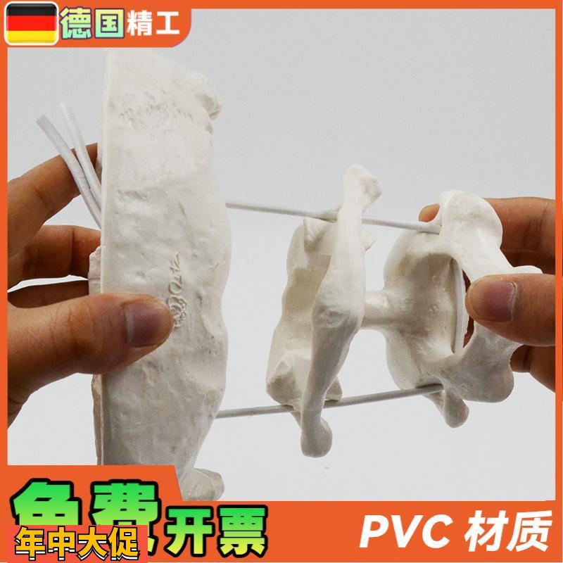 德国】人体枕骨带寰椎枢椎可活动拆卸骨骼放大模型医用教学正骨演