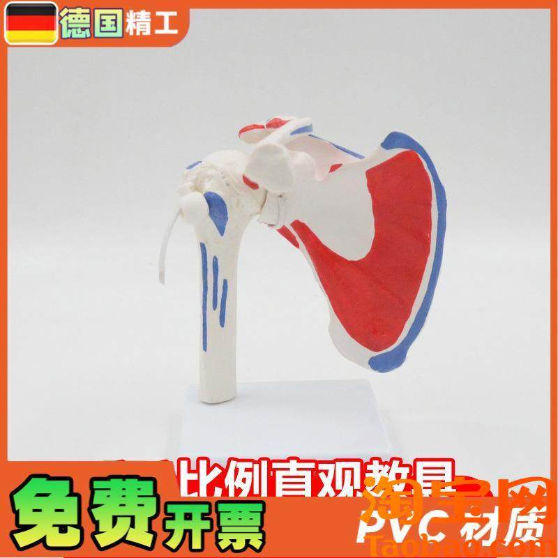 德国】肩关节模型可拆可t弯曲带肌肉起止点骨科健身瑜伽教学演示