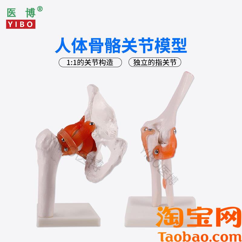 医博人体骨骼d骨架模型六大关节骨骼模型人体手骨骼模型髋关节骨