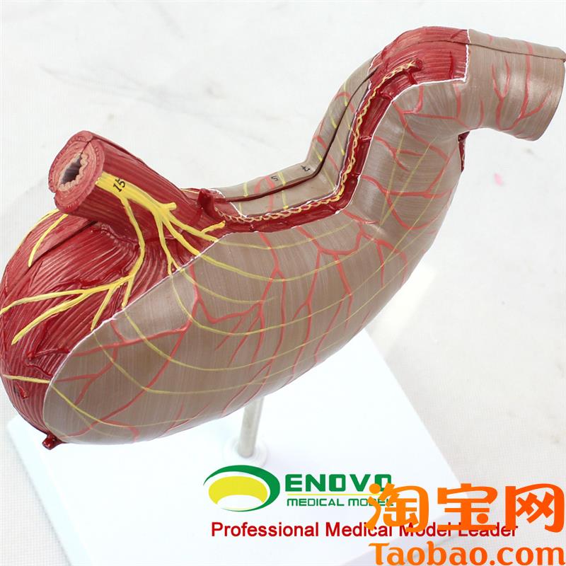 原装适用ENOVO颐诺人体胃解剖模型人体消化解剖系统医学器官消化