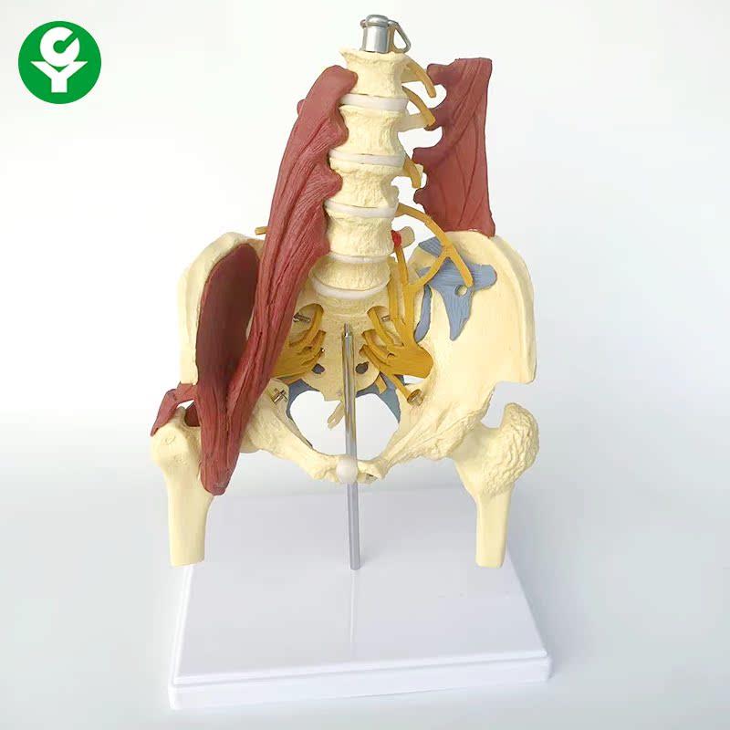 原装适用成人腰椎带肌肉模型盆骨腰间盘突出产妇盆底肌修复演示骶