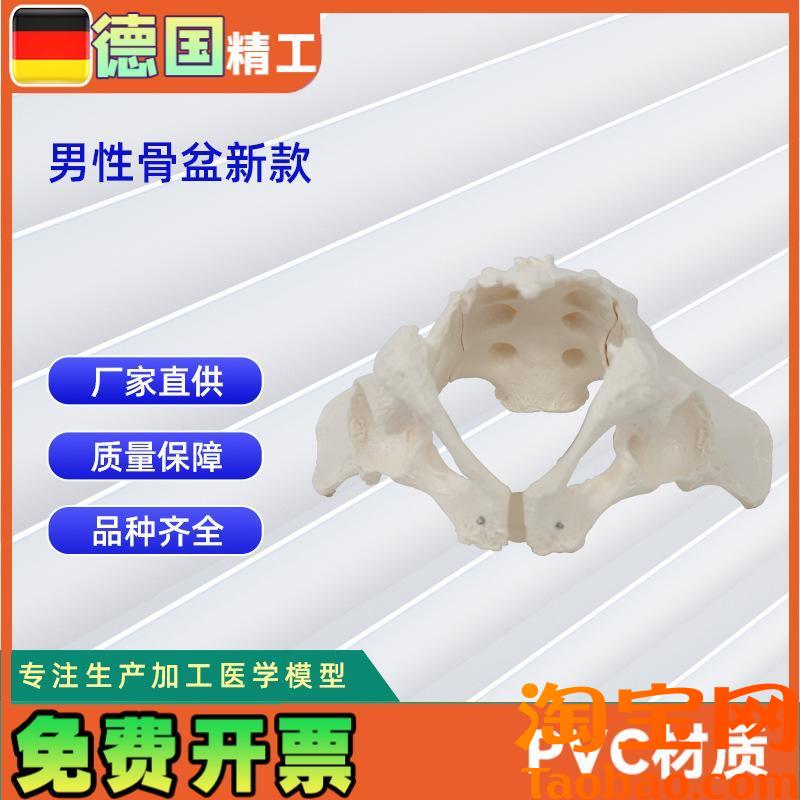男性骨盆a新款人体骨骼模型骨盆教学模型教具
