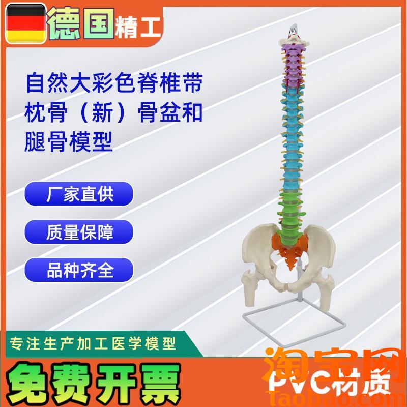 自然大彩色脊椎带枕骨新t骨盆和腿骨模型人体骨骼模型教学模型
