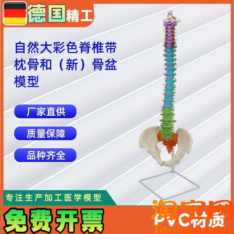 自然大彩色脊椎带枕骨和新L骨盆模型教学模型