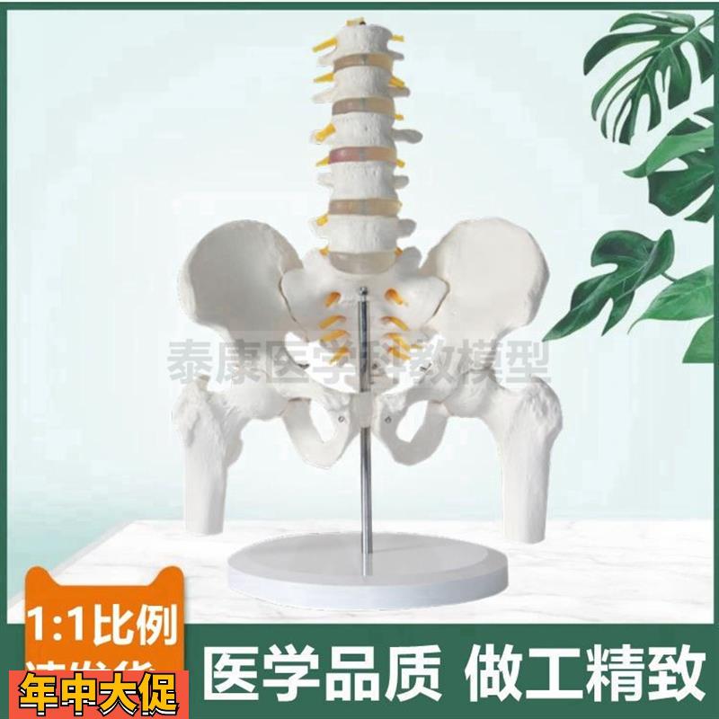 人体腰椎带骨盆模型1比1脊髓神经股骨头正骨康复家政月嫂培训产后