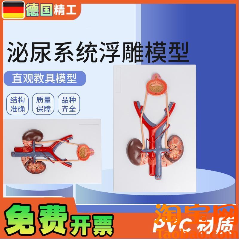 德国】泌尿系统浮雕模型人t体泌尿系统模型输尿管膀胱尿道模型肾
