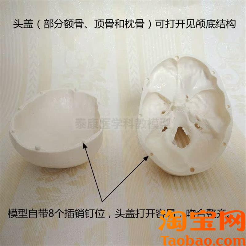 原装适用头骨模型可活动口腔牙齿骨性标志颅骨结构鼻骨仿真骨髅头