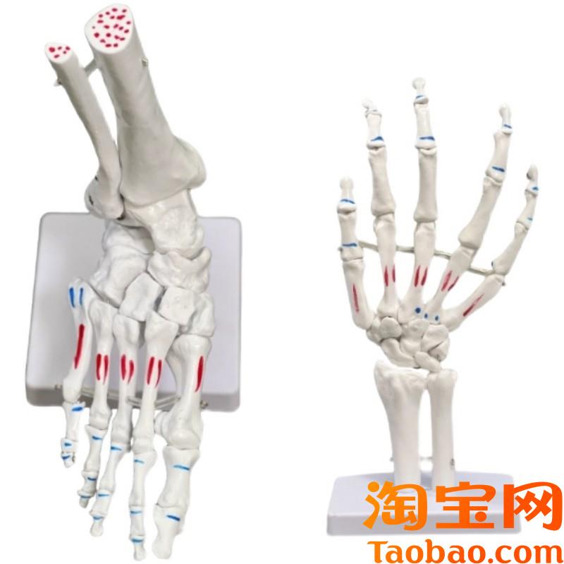 脚骨模型脚踝e关节脚部骨骼结构造足骨手骨解剖模型1比1大康复教