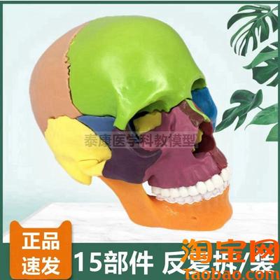拆卸头骨模型15部件拼装便携式迷你小型仿真N颅骨组装整形医用玩