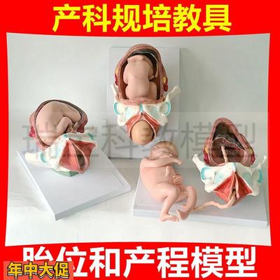 足月妊娠模型胎位产道产科临床规培教学妇幼助产士培训产程生殖