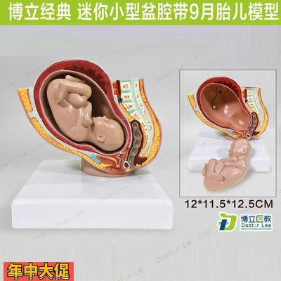 正品医用人体女性盆腔带胎儿模型盆腔模型骨盆带胎儿分娩模型