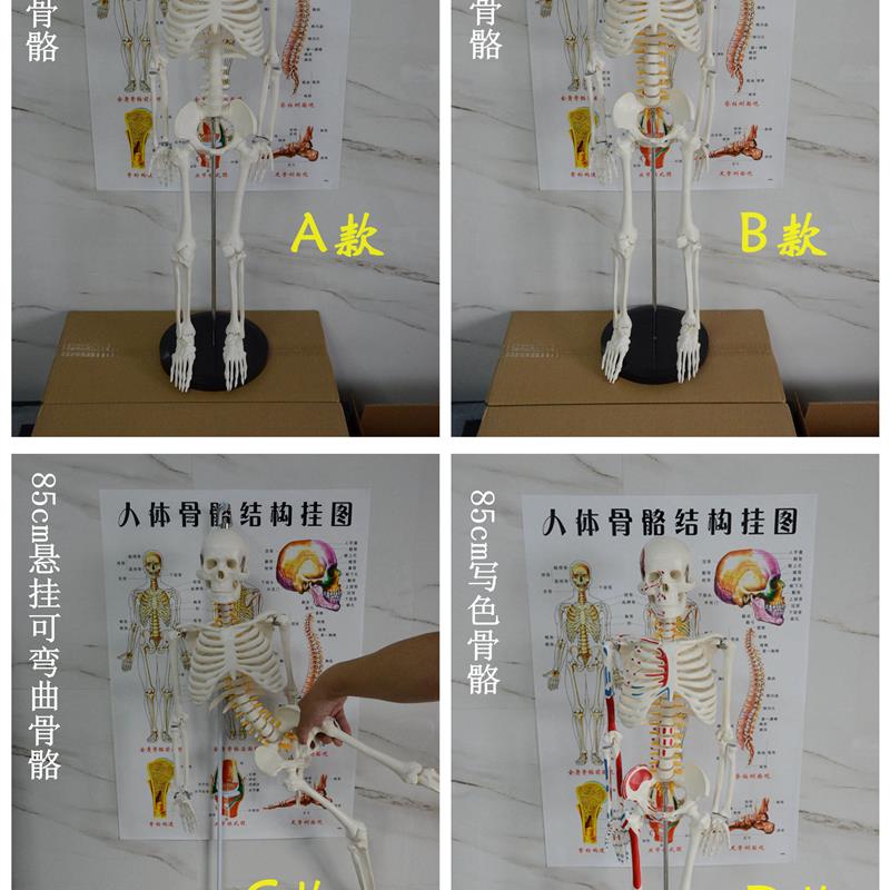 原装适用85cm人体骨骼模型肌肉起止点可弯曲可拆教学小针刀推拿演