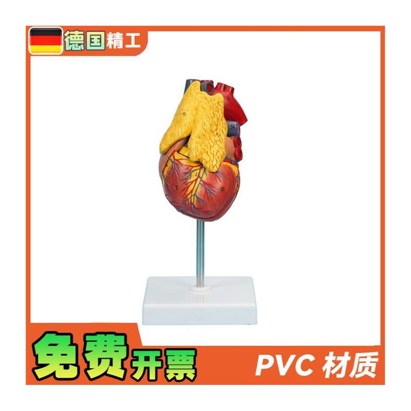 原装适用德国】PNT-0401心脏带胸腺模型3部件可拆卸教学模型仿真