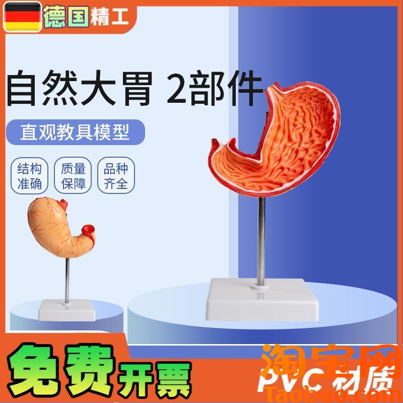 原装适用德国自然大胃2部件生物胃部解刨模型教学用品学生上课实
