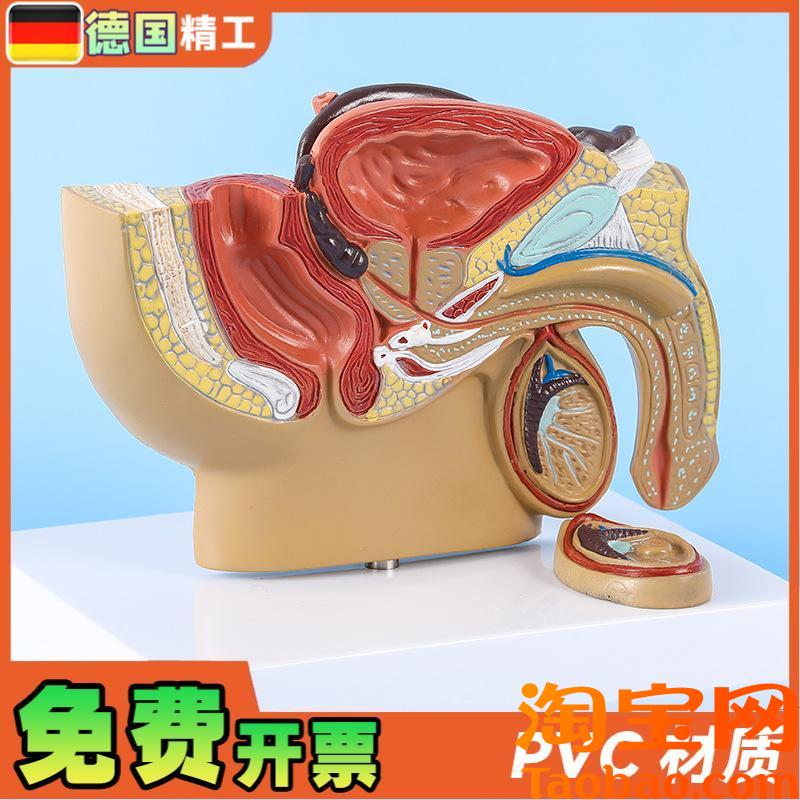 原装适用德国】男性盆腔前列腺泌尿生殖系统睾丸切面解剖模型男科