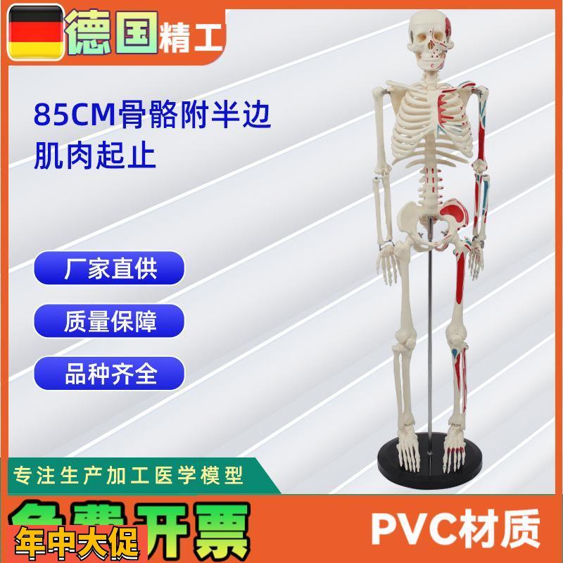 85CM附半身肌肉起止点骨骼模型医药教学骨骼模型
