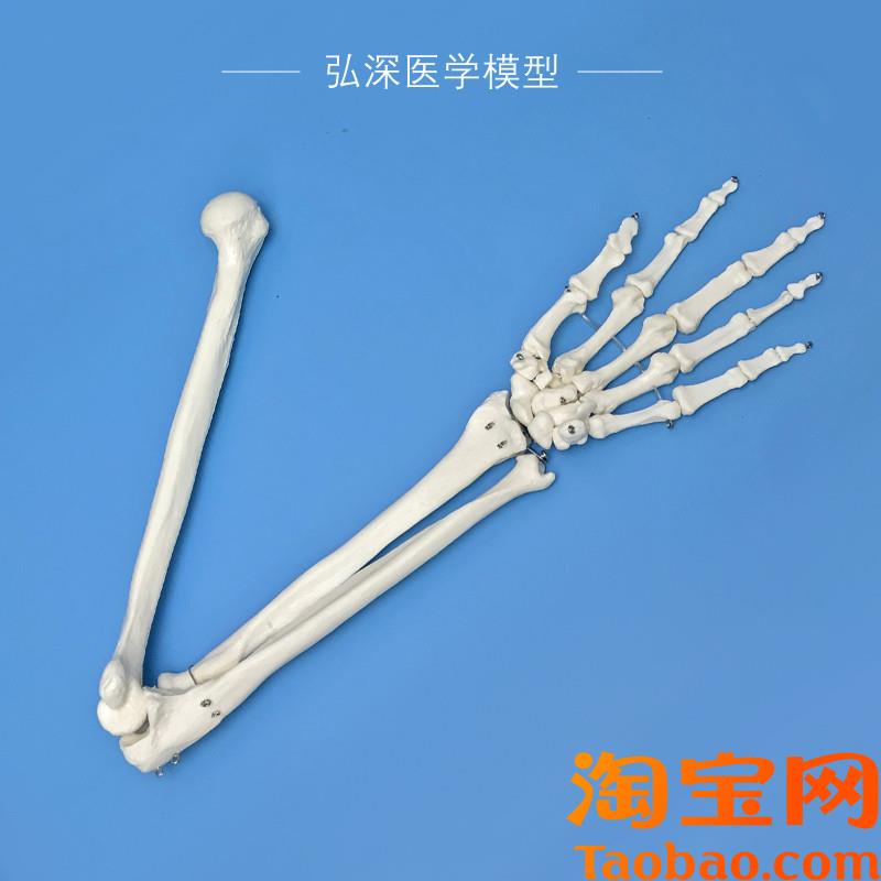 手骨尺骨桡骨肱骨模型人体上肢骨C骼结构关节骨科医学教学模具教