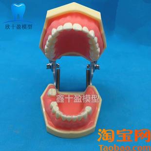 牙科口腔种植上颌窦加下颌窦种植模型练习切开种植缝合X模型2030