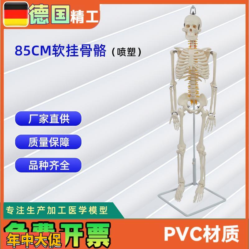 德国】医学人体85公分软挂骨骼模型教学器材模具演示