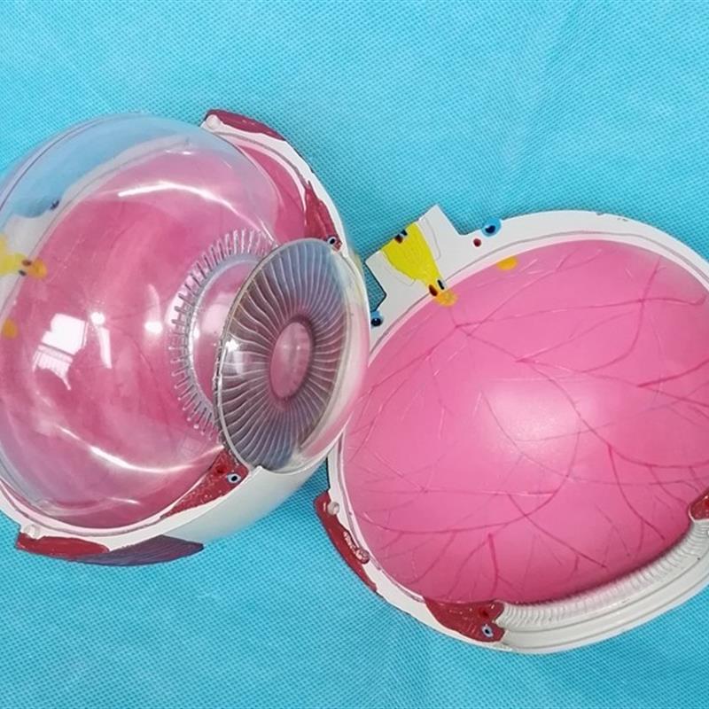 原装适用包邮眼球解剖模型(6倍)眼模型器官解剖模医用人体标本