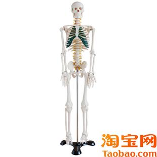 人体骨骼带神经模型85CM 全.身带支架