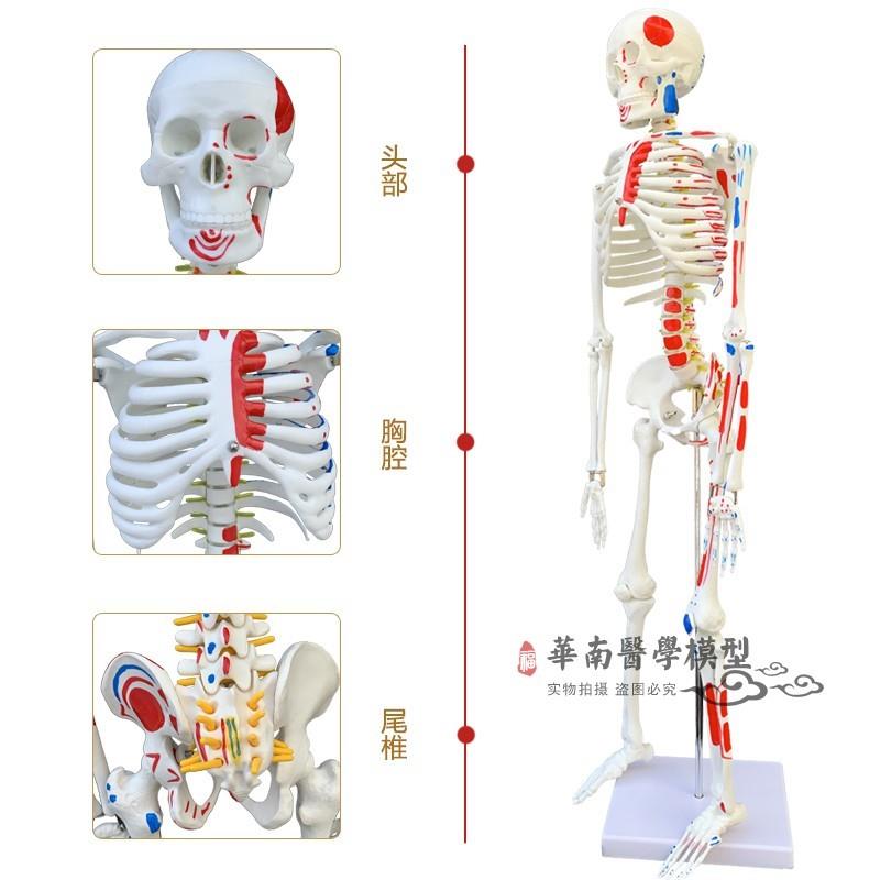 原装适用85CM人体骨骼带神经带椎间盘模型骨架附肌肉起止点着色模
